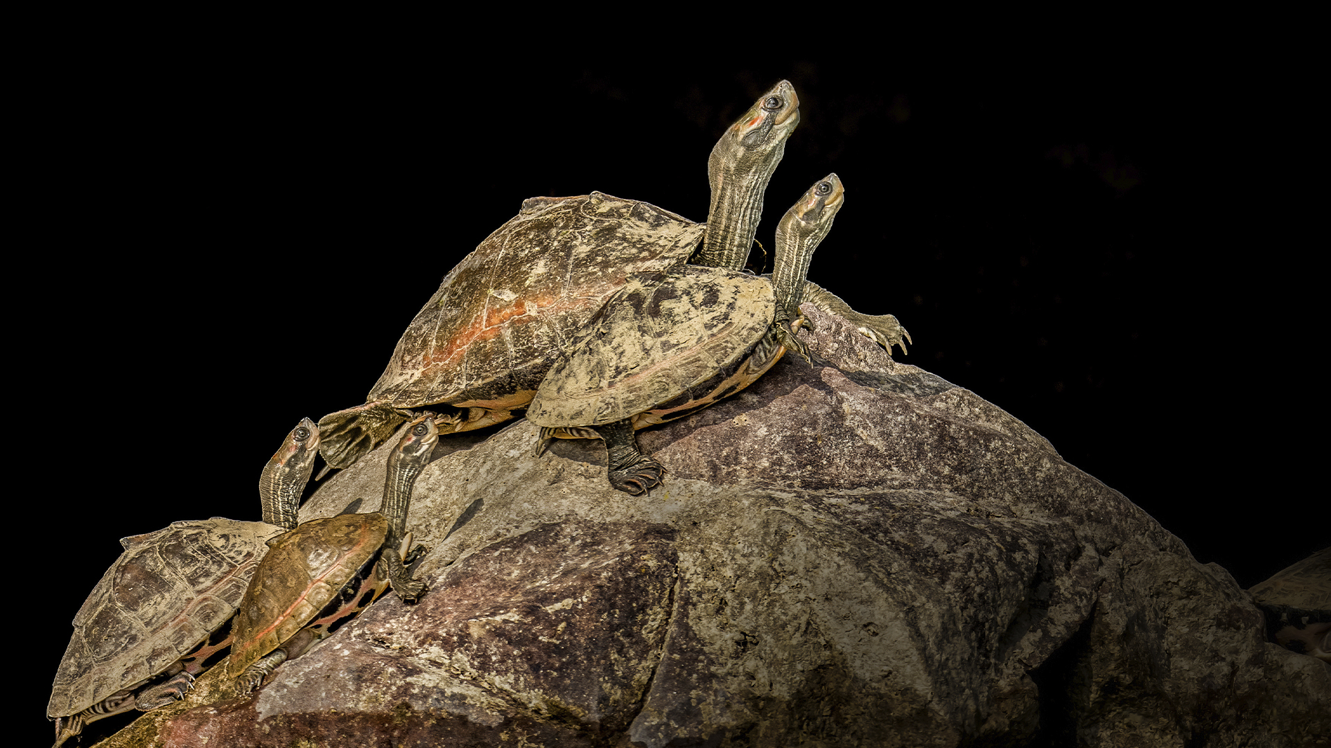 Indian tent turtles at the National Chambal Sanctuary WWW.NEJIBAHMED.COM.jpg